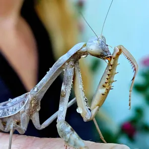 Praying Mantis: Friend or Foe? | Under the Solano Sun